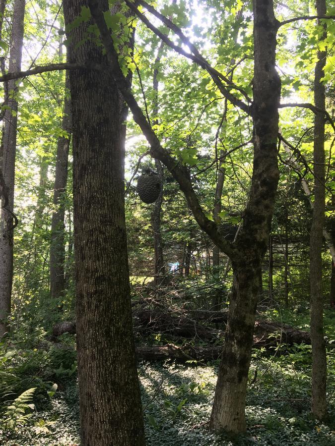 StoddardHummingbird Hill住宿加早餐旅馆 外观 照片